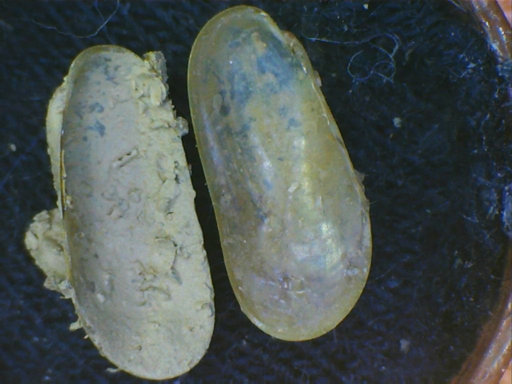 Idas 2 da determinare